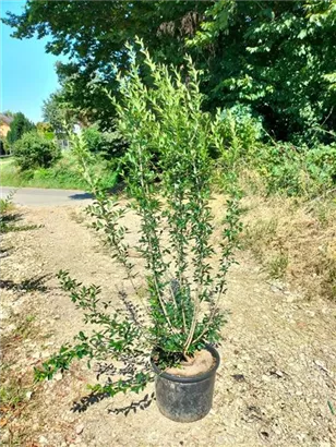 Schwarzgrüner Liguster 'Atrovirens' - Ligustrum vulgare 'Atrovirens'