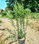 Schwarzgrüner Liguster 'Atrovirens' - Ligustrum vulgare 'Atrovirens'