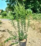 Schwarzgrüner Liguster 'Atrovirens' - Ligustrum vulgare 'Atrovirens'