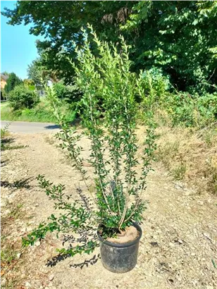 Schwarzgrüner Liguster 'Atrovirens' - Ligustrum vulgare 'Atrovirens'