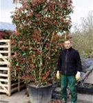 Glanzmispel 'Red Robin' - Photinia fraseri 'Red Robin' - Formgehölze