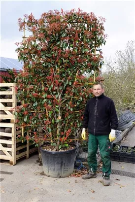 Glanzmispel 'Red Robin' - Photinia fraseri 'Red Robin' - Formgehölze