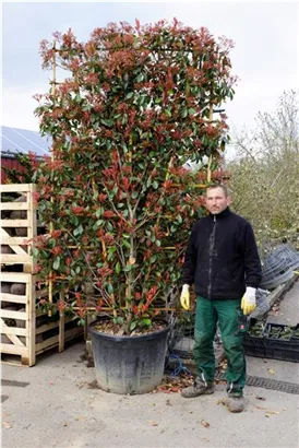 Glanzmispel 'Red Robin' - Photinia fraseri 'Red Robin' - Formgehölze