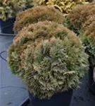 Zwergiger Kugel-Lebensbaum - Thuja occidentalis 'Danica'