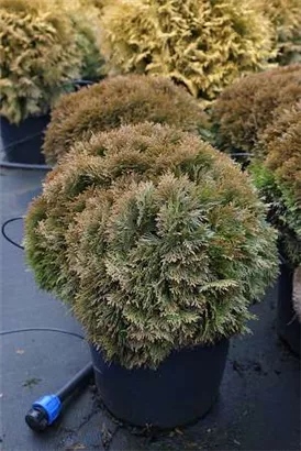 Zwergiger Kugel-Lebensbaum - Thuja occidentalis 'Danica'