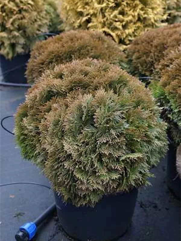 Zwergiger Kugel-Lebensbaum - Thuja occidentalis 'Danica'