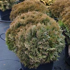 Thuja occidentalis 'Danica', C 20 35- 40