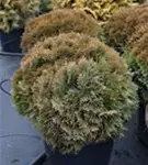 Zwergiger Kugel-Lebensbaum - Thuja occidentalis 'Danica'