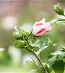 Straucheibisch 'Hamabo' - Hibiscus syriacus 'Hamabo'
