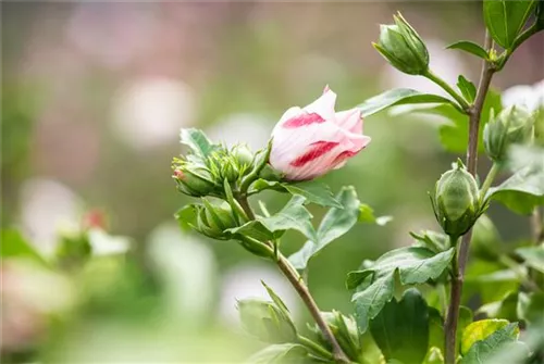 Straucheibisch 'Hamabo' - Hibiscus syriacus 'Hamabo'