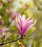 Niedrige Magnolie 'Susan' - Magnolia liliiflora 'Susan'