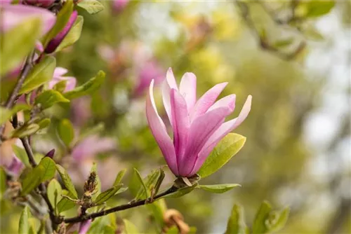 Niedrige Magnolie 'Susan' - Magnolia liliiflora 'Susan'