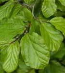 Eisenbaum - Parrotia persica - Formgehölze