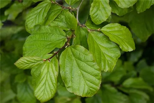 Eisenbaum - Parrotia persica - Formgehölze
