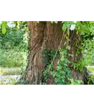 Chinesisches Rotholz - Metasequoia glyptostroboides - Baum