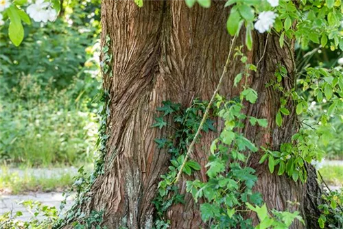 Chinesisches Rotholz - Metasequoia glyptostroboides - Baum