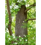 Chinesisches Rotholz - Metasequoia glyptostroboides - Baum