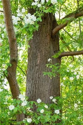 Chinesisches Rotholz - Metasequoia glyptostroboides - Baum