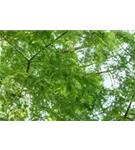 Chinesisches Rotholz - Metasequoia glyptostroboides - Baum