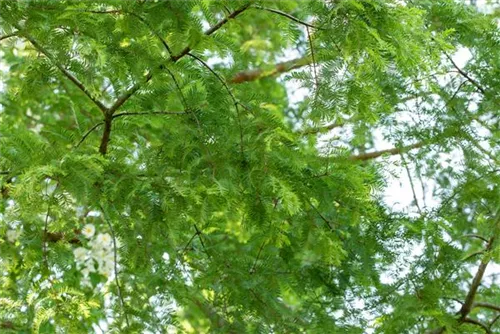 Chinesisches Rotholz - Metasequoia glyptostroboides - Baum