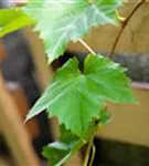 Weintraube - Vitis vinifera