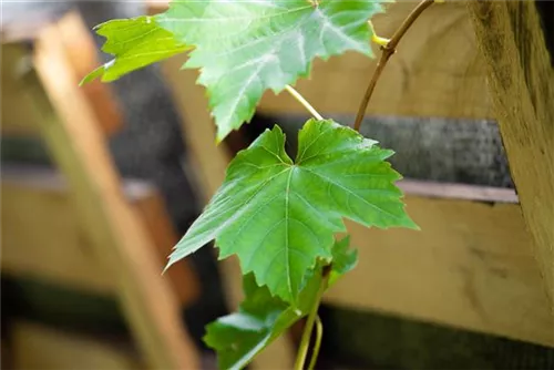 Weintraube - Vitis vinifera