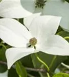 Jap. Blumen-Hartriegel - Cornus kousa 'Milky Way'