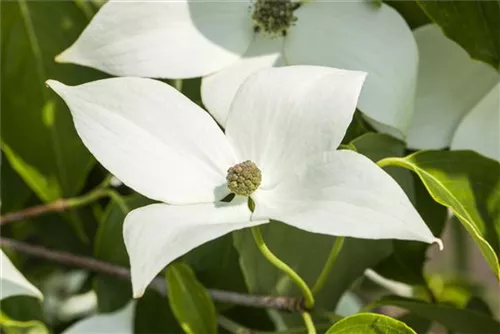 Jap. Blumen-Hartriegel - Cornus kousa 'Milky Way'