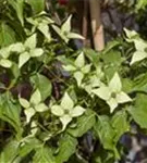 Jap. Blumen-Hartriegel - Cornus kousa 'Milky Way'