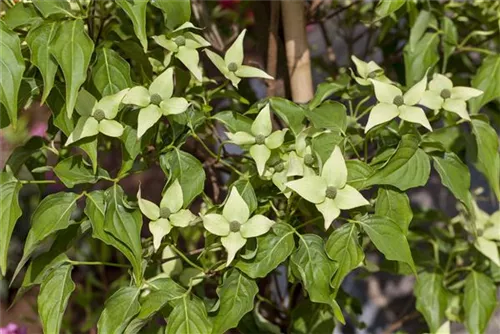 Jap. Blumen-Hartriegel - Cornus kousa 'Milky Way'