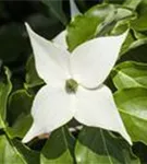 Jap. Blumen-Hartriegel - Cornus kousa 'Milky Way'