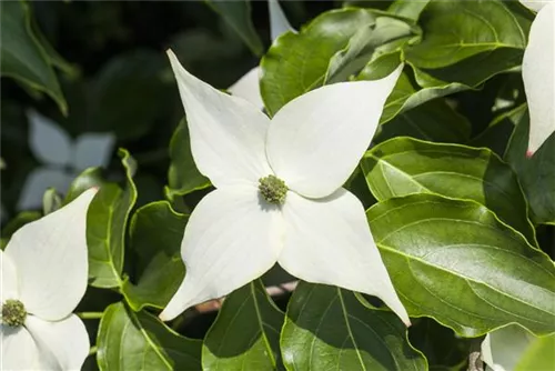 Jap. Blumen-Hartriegel - Cornus kousa 'Milky Way'