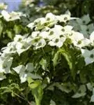Jap. Blumen-Hartriegel - Cornus kousa 'Milky Way'