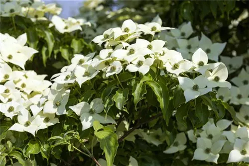 Jap. Blumen-Hartriegel - Cornus kousa 'Milky Way'