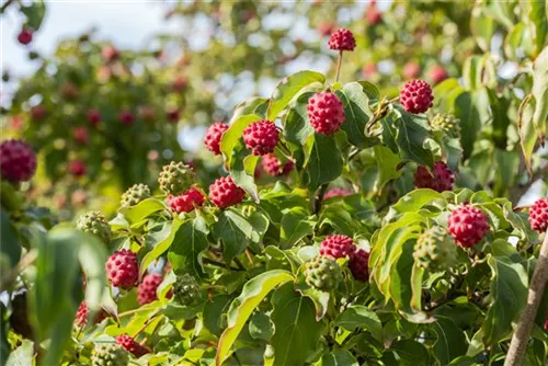Jap. Blumen-Hartriegel - Cornus kousa 'Milky Way'