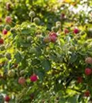 Jap. Blumen-Hartriegel - Cornus kousa 'Milky Way'