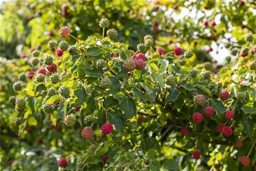 Jap. Blumen-Hartriegel - Cornus kousa 'Milky Way'
