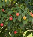 Jap. Blumen-Hartriegel - Cornus kousa 'Milky Way'