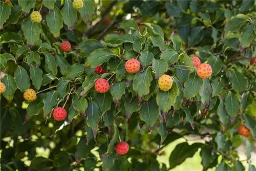 Jap. Blumen-Hartriegel - Cornus kousa 'Milky Way'