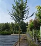 Feldahorn 'Elsrijk' - Acer campestre 'Elsrijk' - Baum