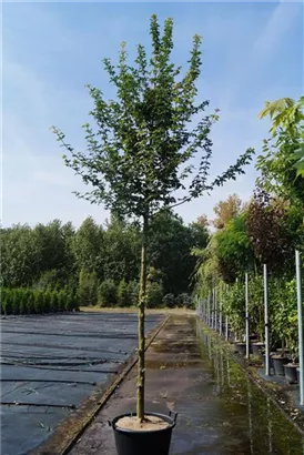 Feldahorn 'Elsrijk' - Acer campestre 'Elsrijk' - Baum