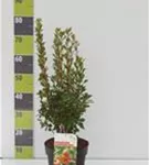 Prachtglocke - Enkianthus campanulatus