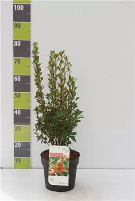 Prachtglocke - Enkianthus campanulatus