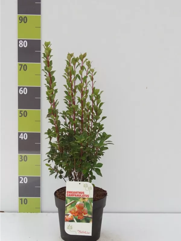 Prachtglocke - Enkianthus campanulatus