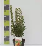 Prachtglocke - Enkianthus campanulatus