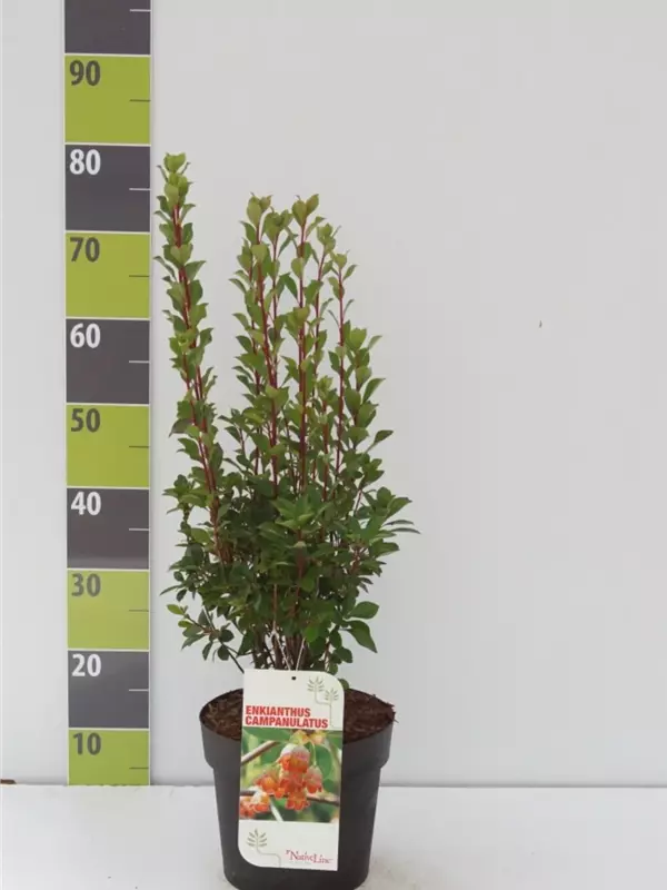 Prachtglocke - Enkianthus campanulatus