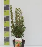 Prachtglocke - Enkianthus campanulatus