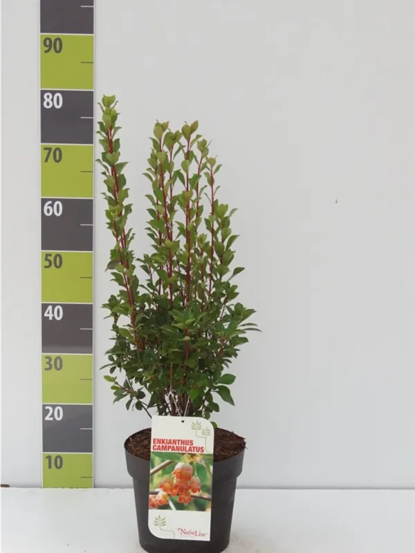 Prachtglocke - Enkianthus campanulatus