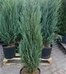 Wacholder 'Blue Arrow' - Juniperus scopulorum 'Blue Arrow'