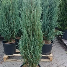 Juniperus scopulorum 'Blue Arrow', C 25 125- 150